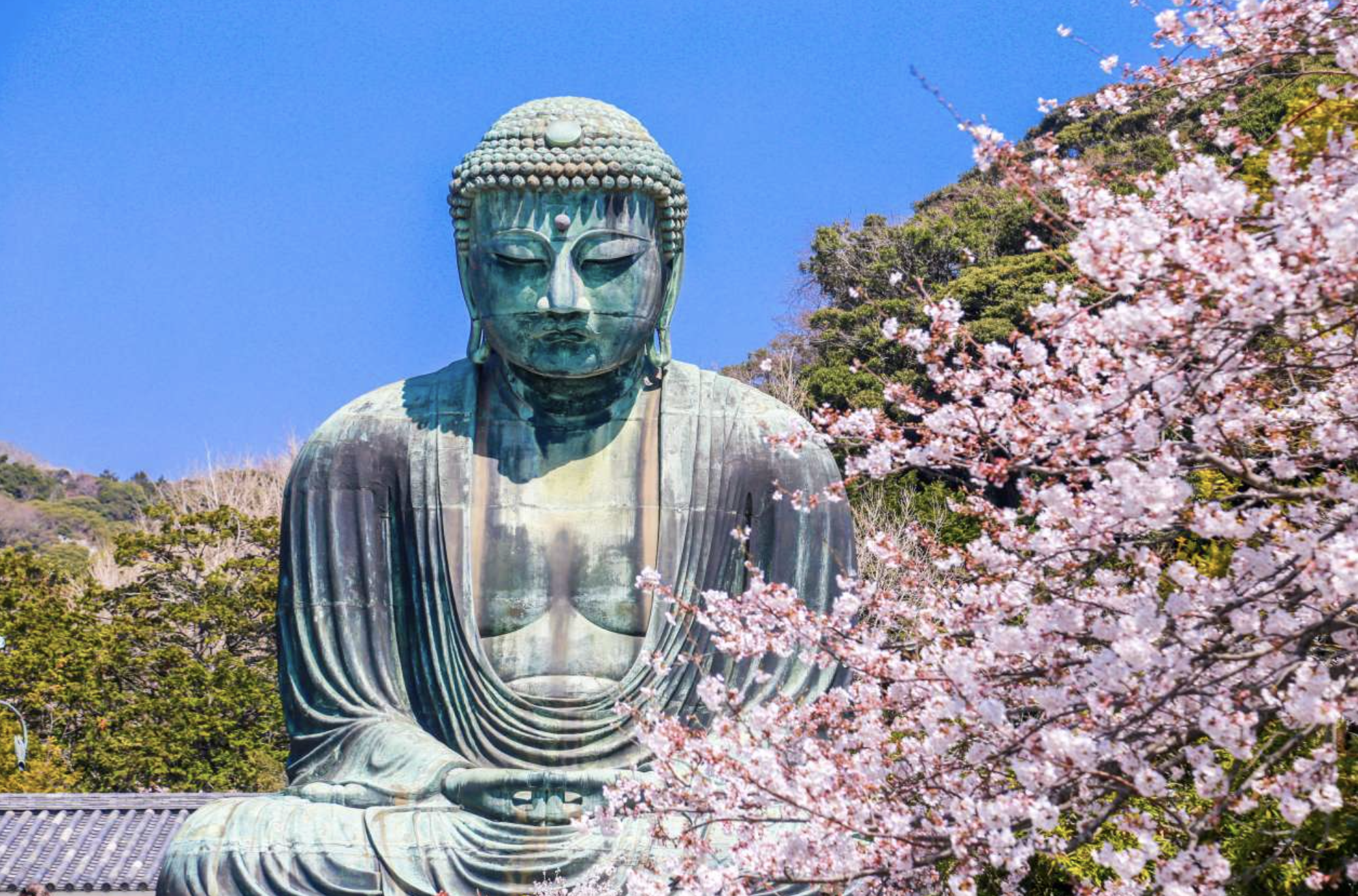 Great Buddha of Kamakura with blossoms