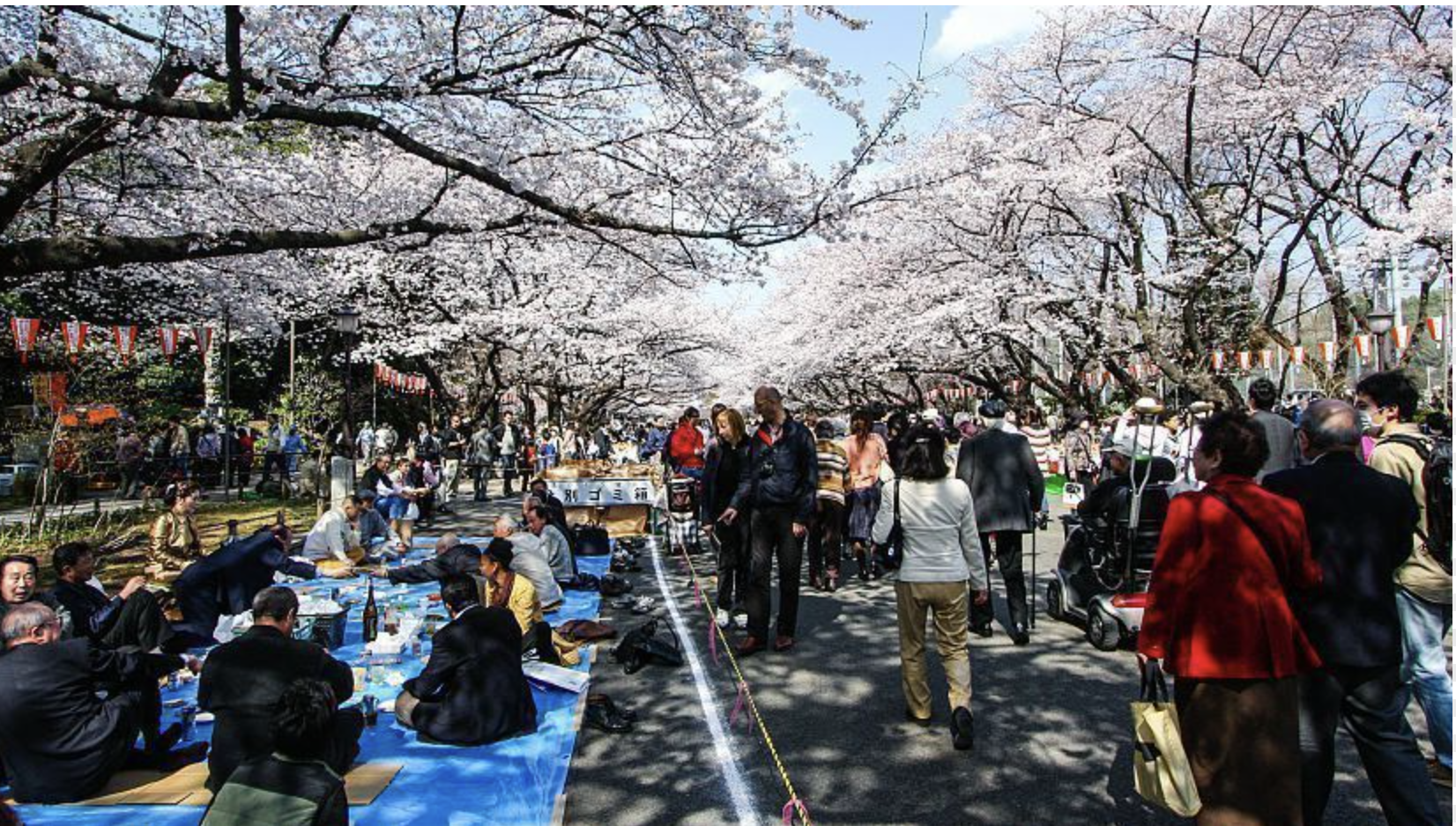 Cherry blossoms in Ueno Park